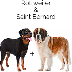 Saint Weiler Dog